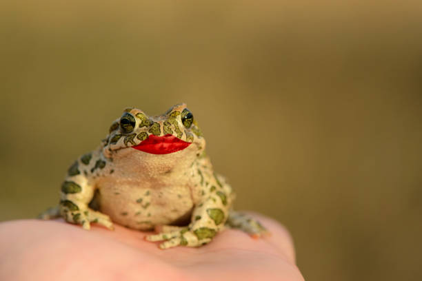 We’ve kissed some frogs